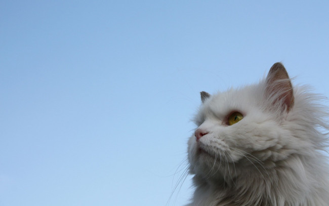 Обои картинки фото животные, коты