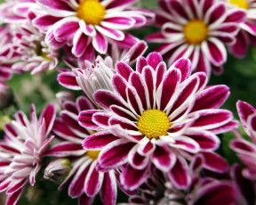 обоя цветы, хризантемы