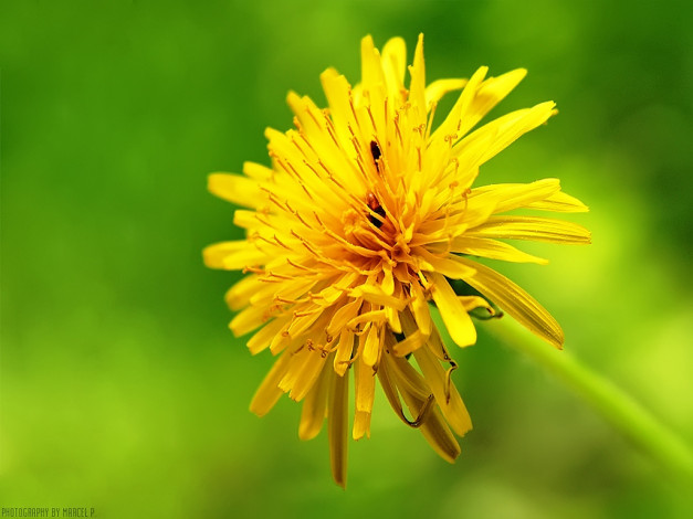 Обои картинки фото цветы, одуванчики