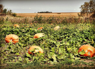 Картинка природа плоды тыквы