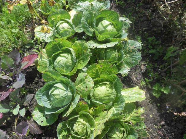 Обои картинки фото природа, плоды, капуста, огород