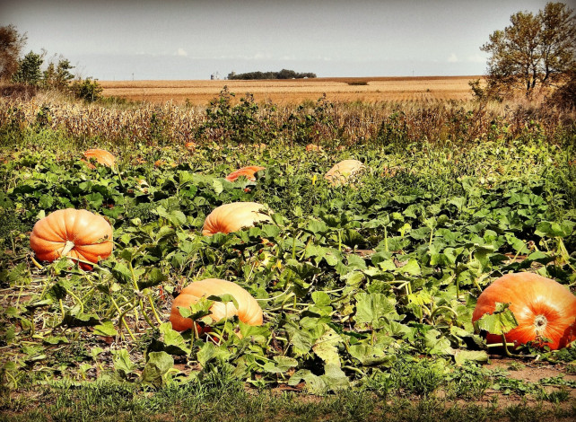 Обои картинки фото природа, плоды, тыквы