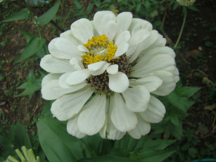 обоя цинния, цветы