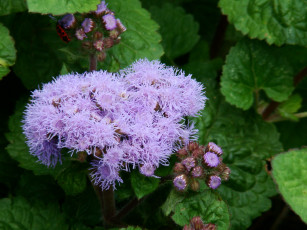 Картинка цветы агератум