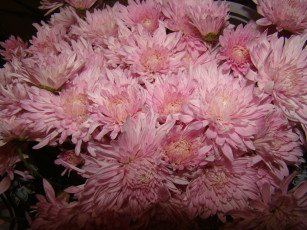 Картинка цветы хризантемы