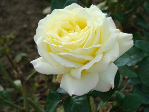 Картинка цветы розы