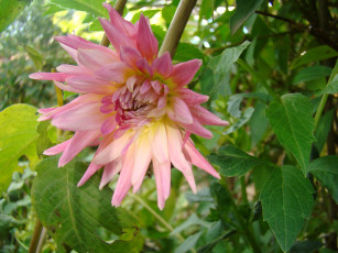 Картинка георгин цветы георгины