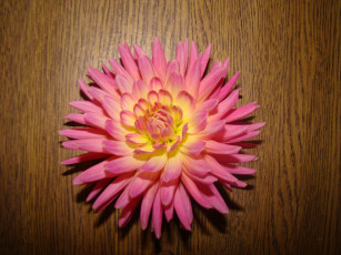 Картинка георгин цветы георгины