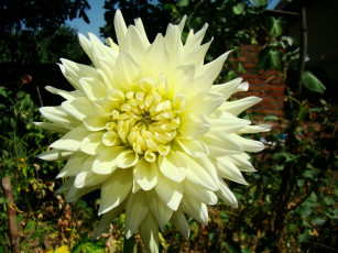 Картинка георгин цветы георгины