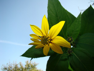 Картинка топинамбур цветы