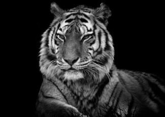 Картинка животные тигры портрет