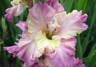 Картинка цветы гладиолусы розовый макро