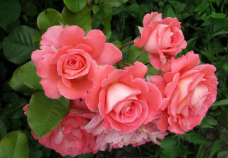 Картинка цветы розы куст