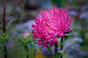 Картинка цветы астры макро