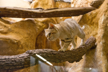 Картинка животные дикие кошки барханный кот