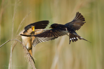 Картинка животные ласточки кормежка