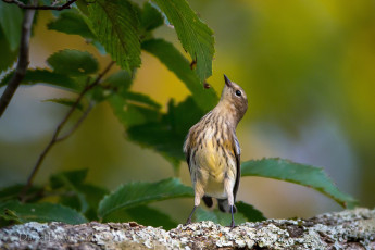 Картинка животные птицы камышовка