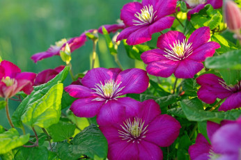 Картинка цветы клематис ломонос