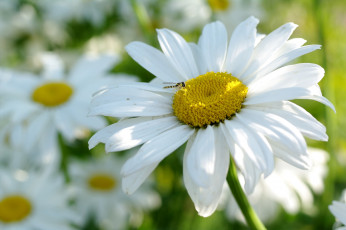 Картинка цветы ромашки лепестки козявка