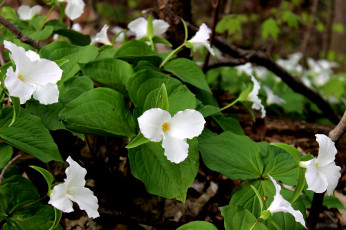 обоя цветы, триллиумы, трилистник