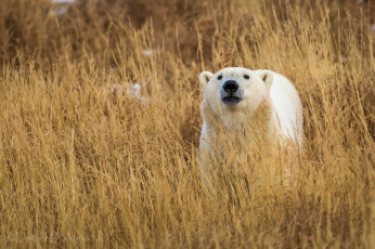 обоя животные, медведи, мишка