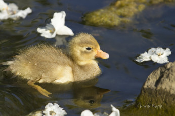 Картинка животные утки утенок