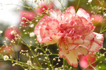 Картинка цветы гвоздики гвоздика