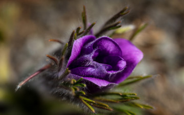 Картинка цветы анемоны адонисы цветок бутон лепестки