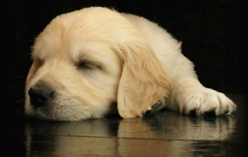 Картинка животные собаки щенок ретривер