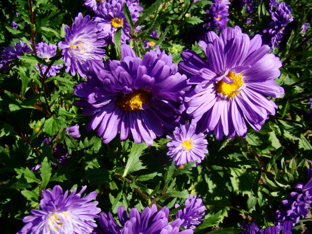 Обои картинки фото астра, цветы, астры