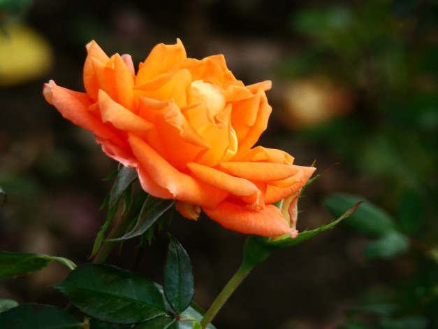 Обои картинки фото цветы, розы