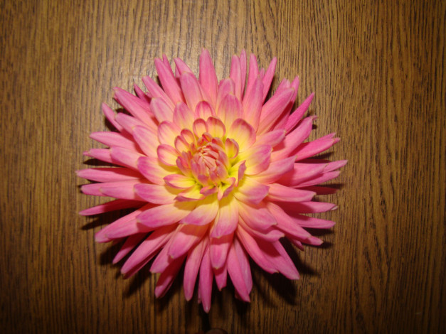 Обои картинки фото георгин, цветы, георгины