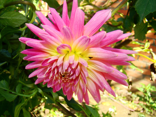 Обои картинки фото георгин, цветы, георгины