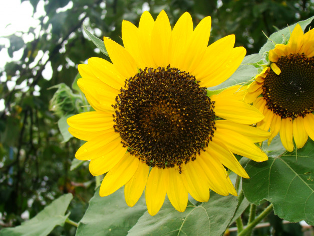 Обои картинки фото подсолнух, цветы, подсолнухи