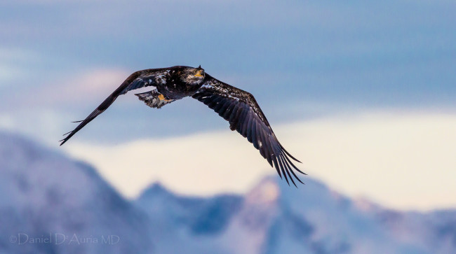 Обои картинки фото животные, птицы, хищники, полет