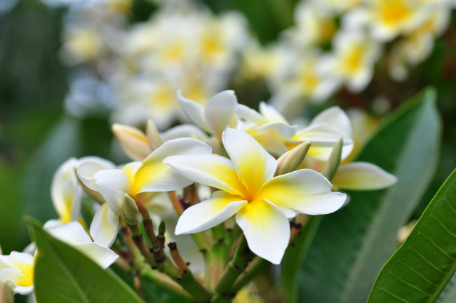 Обои картинки фото цветы, плюмерия, тропики