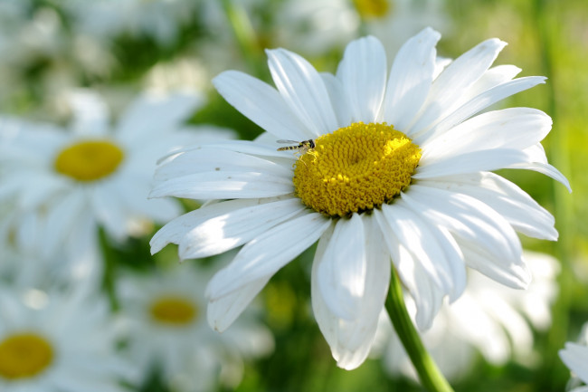 Обои картинки фото цветы, ромашки, лепестки, козявка