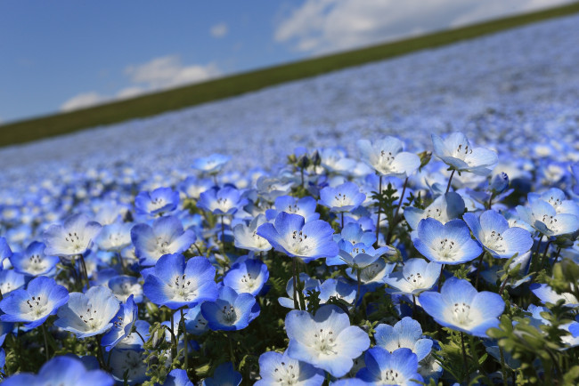 Обои картинки фото цветы, немофилы, вероники