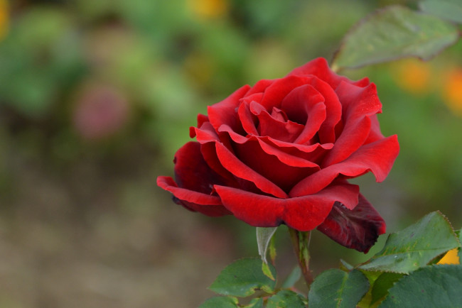 Обои картинки фото цветы, розы, красный