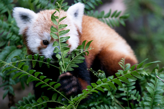 Обои картинки фото животные, панды, красная, панда