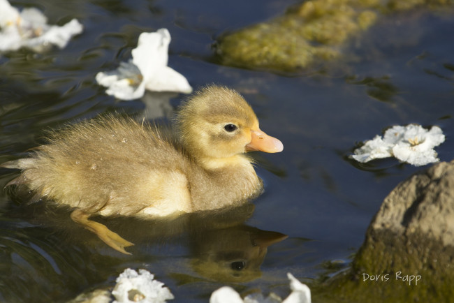 Обои картинки фото животные, утки, утенок