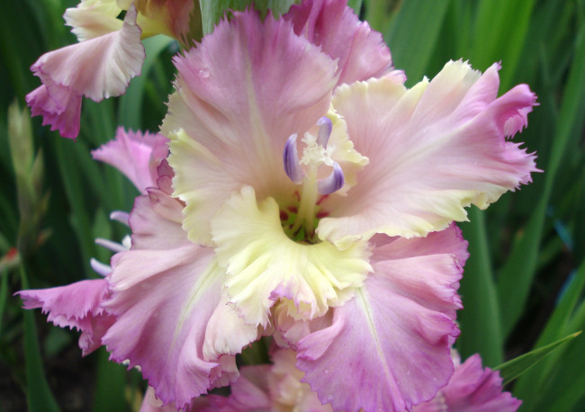 Обои картинки фото цветы, гладиолусы, розовый, макро