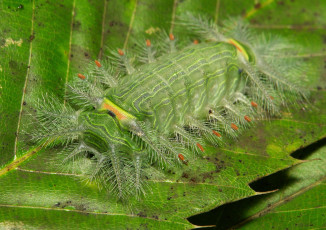 Картинка животные гусеницы itchydogimages макро лист гусеница