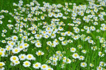 Картинка цветы ромашки много поле