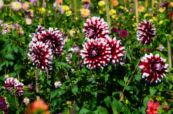 Картинка цветы георгины много сад