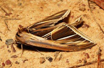 Картинка животные бабочки itchydogimages макро земля моль крылья