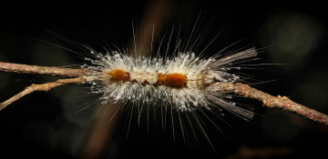 Картинка животные гусеницы itchydogimages макро гусеница веточка