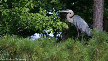 Картинка животные цапли +выпи ветки деревья зелень хвоя серая цапля листья
