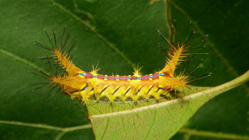 Картинка животные гусеницы гусеница лист макро itchydogimages