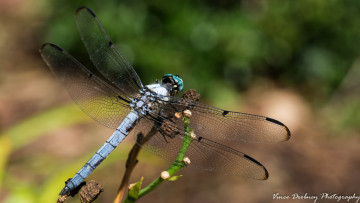Картинка животные стрекозы крылья стрекоза насекомое макро